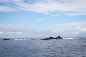 Whale watching Playa Venao Pedasi