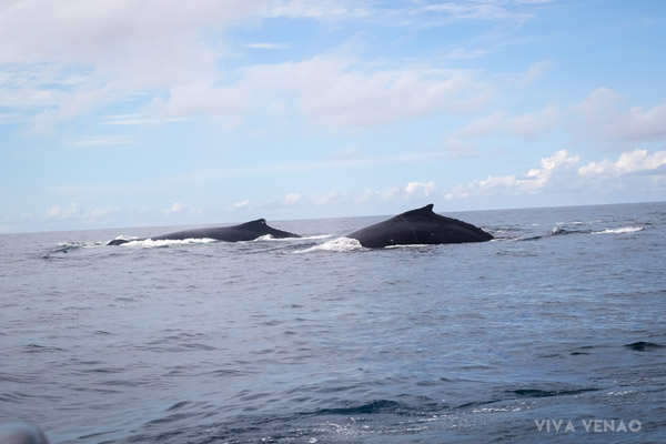 Whale Watching Playa Venao Pedasi