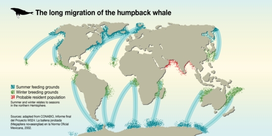 Humpback migration map