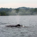 Whale Watching Playa Venao Pedasi