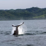 Whale Watching Playa Venao Pedasi