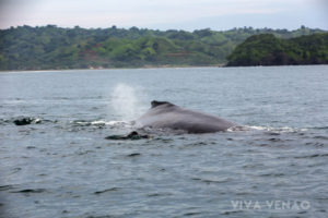 Whale Watching Playa Venao Pedasi