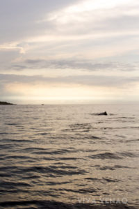 Whale Watching Playa Venao Pedasi