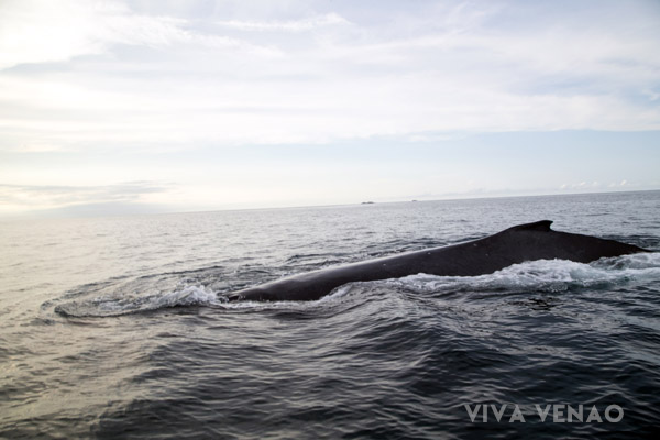 Whale Watching Playa Venao Pedasi