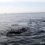 Whale Watching Playa Venao Pedasi