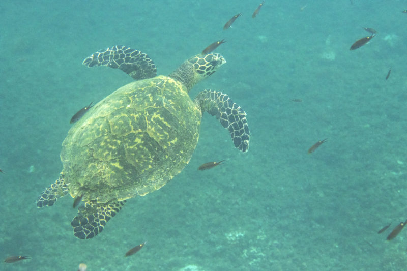 Coiba Sea Turtle by Aya Andrews